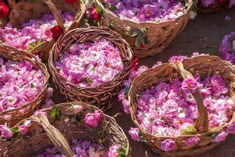 تصویر 4 از قیمت خرید گلاب خالص و عرقیات گیاهی عمده به صرفه و ارزان